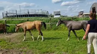 Shael yearlings