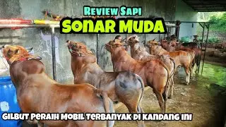 Pasukan SONAR MUDA || Rata-Rata Sapi Juara