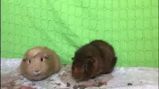 MY GUINEA PIGS REACT AT MUSIC