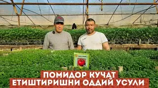 ПОМИДОР КУЧАТ ЕТИШТИРИШНИ ОДДИЙ УСУЛИ.