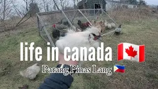 Ang Daming Tahong 🇨🇦/ Buhay PROBINSYA in Canada 🇨🇦 / LAAGANGBISDAK dc