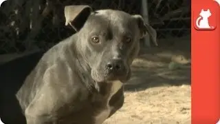 Hunter the Sweet Pitty - Tails of Survival