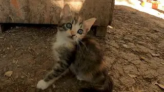 Catculations but kitten version