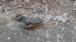 "Солдат" в окопе)