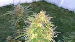 Outdoor Grow August 2 2024￼