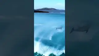 Incredible View of Dolphins playing with Sea Waves | Dolphin