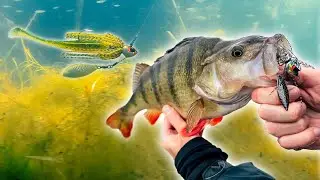 Revolution vom Barsch-Papst | Neues Endstufen-Tackle im XXL Newstime