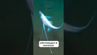 Очень Странные Существа нашей планеты 