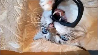 Фитнес-хищник