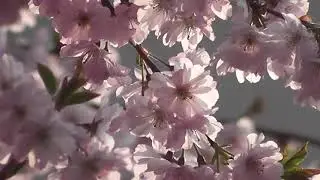 ЯБЛОНЯ