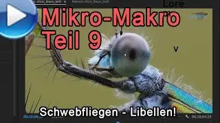 Micro Macro Part 9: Hoverflies and Dragonflies!