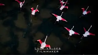 Flamingos in Sardinia