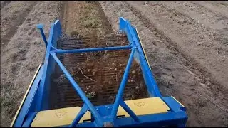 Копаем картошку , трактор МТЗ 82.1 , копалка КТН 2 ВМ/WM
