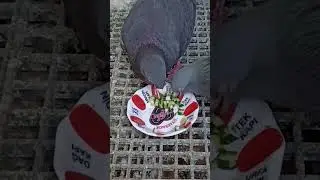 Tuzlu salatalık sevildi