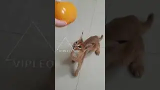 Котята каракет так же любят киндер-сюрприз.