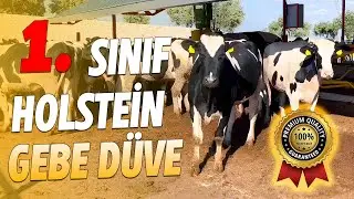 Birinci Sınıf Holstein Gebe Düve