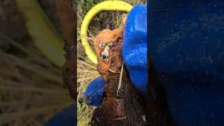 Really shocking finding
