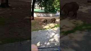 Sichuan takin