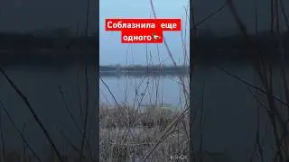 У него не было шансов😏 #охота #охотанауток #охотанагуся #shortvideo #maxhunter #весенняяохота