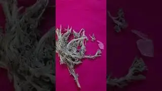தங்கம் சேர tips #shortsviral #prosperitytips #shortsfeed #youtubeshorts #shortsindia