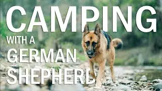 Camping with dogs | River camping in Australia | HIPCAMP