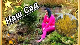 КОМНАТНЫЕ РАСТЕНИЯ ОБЗОР В САДУ