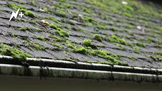 Moss, Lichen, And Algae | You Won't Believe What Grows On Shingles