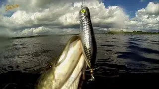 Один из лучших попперов для щуки, окуня, жереха. Best popper for pike, miskie, bass, perch, asp.