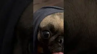 Dark Side Pug #starwars #cuteanimals #pug #dog #pugnation #cutedogs #funny #puggy #cutepets #pugs