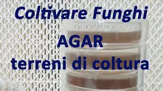 Coltivare Funghi 🍄 - AGAR e Terreni di coltura in micologia