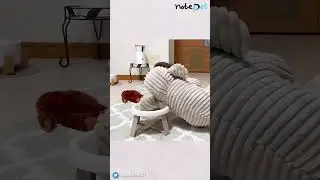 매일 다른 인형 데려와 밥 먹는 닥스훈트.. '혼밥이 제일 싫어!'