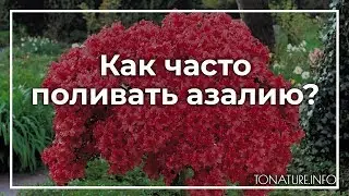 Как часто поливать азалию? | toNature.Info