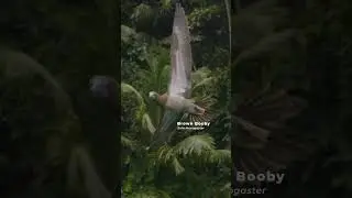 Las aves más bellas de Bocas del Toro, Panamá. Subscríbete!👆🏼