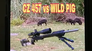 HUNTING WILD PIG WITH 22lr