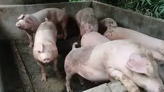 [GABUT] Peterak Babi Pemula