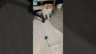 Котик играет в мяч #funnyanimal #cat #funnypet #pet #funny #кайф