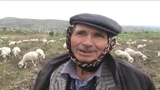 BİGADİÇ YÖRÜCEKLER DE BİR GARİP ÇOBAN