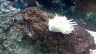 Yet another update on my saltwater tank