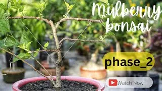 Making Mulberry Bonsai- Phase 2 | মালবেরী বনসাই তৈরি