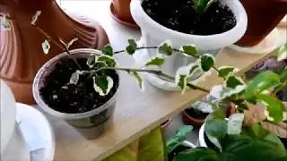 Комнатные растения. Обзор моих цветов, октябрь 2019. Часть 1