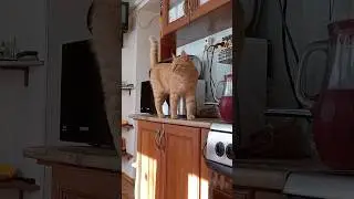 Рыжик ревизор... #cat #тикток #кот #котики