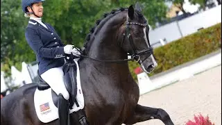 Stallion: Gorgeous Latino - 2022 FEI WBFSH 6yo