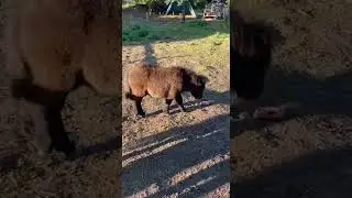 #SHORTS Велопокатухи по Германии