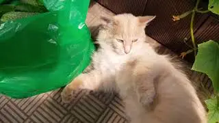 5 дней назад. Дела, делишки...