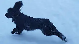Jesse и Loki.