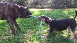 Bull terrier vs Cane Corso / Бультерьер против Кане Корсо