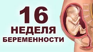 Что происходит с мамой и ребенком на 16 неделе беременности? 4 месяц беременности. Второй триместр.