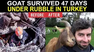 MIRACLE - GOAT SURVIVED 47 DAYS UNDER RUBBLE IN TURKEY EARTHQUAKE (SubhanAllah)