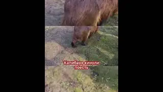 Капибаре кинули поесть #capybara