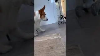 loona robot vs dog #loona #loonapetbot #loonarobot #airobot #petbot #petrobot